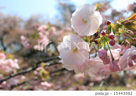 一葉 一葉 15443092