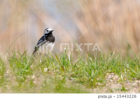 wagtail 15443226
