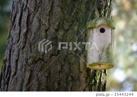birdhouse 15443244