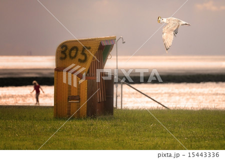 Seagull and beach chair 15443336