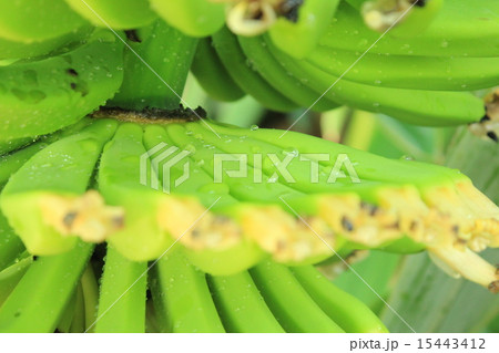 サンジャクバナナ サンジャクバナナ 15443412