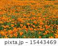 オレンジの花畑 15443469