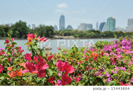 タイ、バンコク、レイクパーク、花満開 15443604