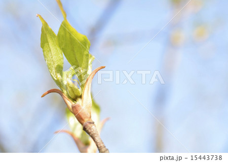 新緑の若葉 15443738