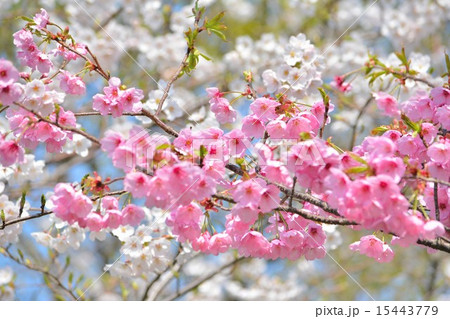 桜、赤、白 15443779