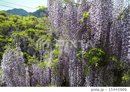 河内藤園 15443906