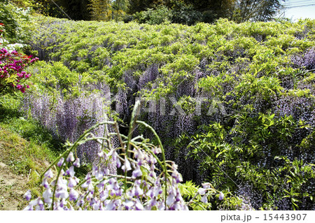河内藤園 河内藤園 15443907