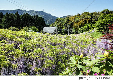 河内藤園 15443908