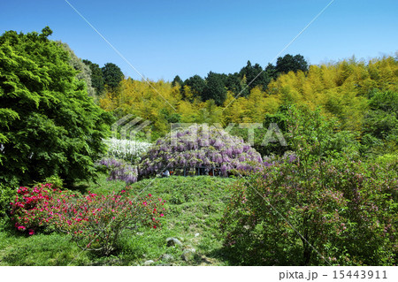 河内藤園 15443911