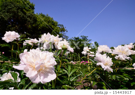 芍薬と青空 芍薬と青空 15443917