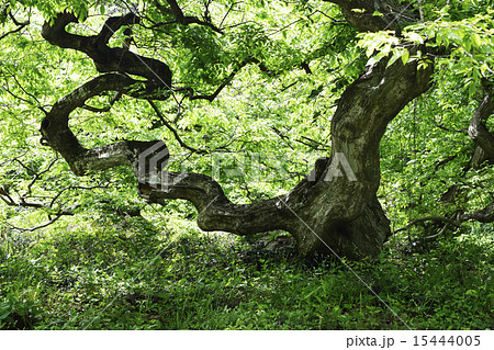 大朝のテングシデ群落 15444005