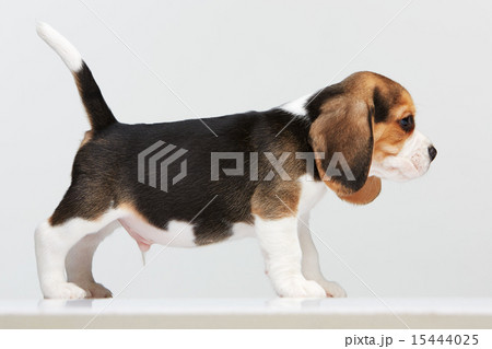 Beagle puppy on white background 15444025