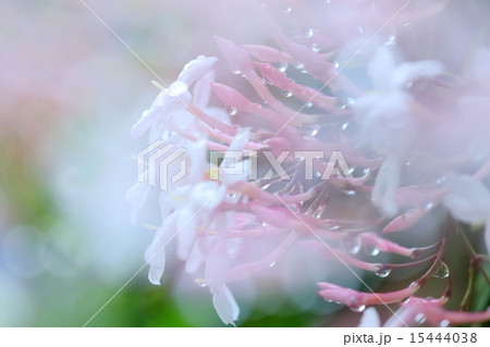 ジャスミン 15444038