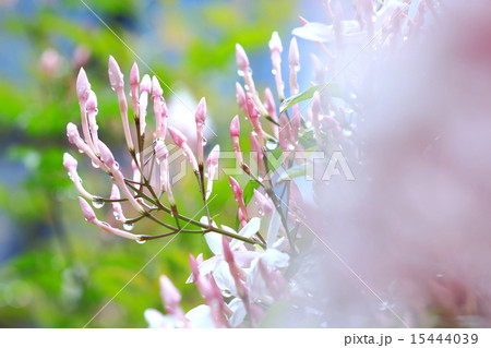 ジャスミン 15444039