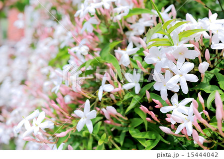 ジャスミン ジャスミン 15444042