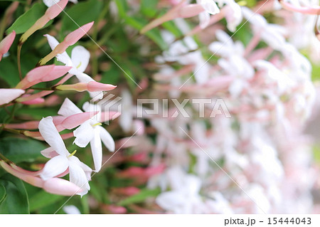 ジャスミン 15444043