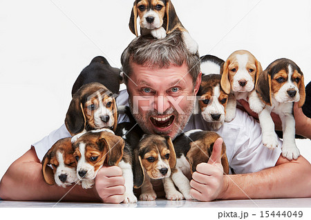 The man and big group of a beagle puppies The man and big group of a beagle puppies 15444049
