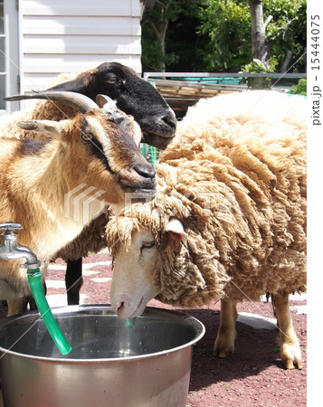 水飲み場で水を飲む順番待ちをするヒツジとヤギの写真素材