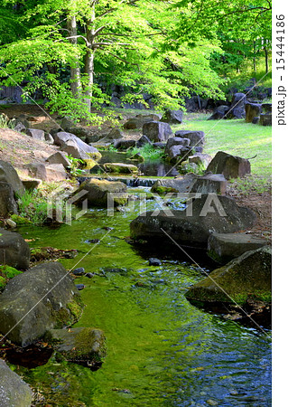 新緑のもみじと水辺 15444186