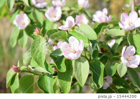 かりんの花 かりんの花 15444200