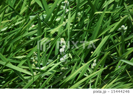 実栗　ミクリと申します。 15444246