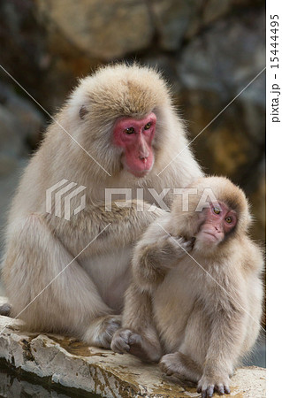 親子の猿 毛づくろいの写真素材