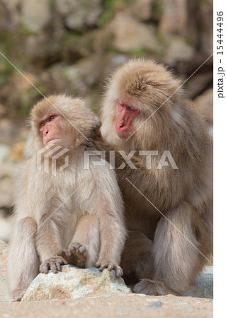親子の猿 毛づくろいの写真素材