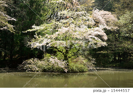 むじな池のさくら むじな池のさくら 15444557