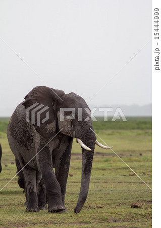 アンボセリでの雨後のゾウ アンボセリでの雨後のゾウ 15444999