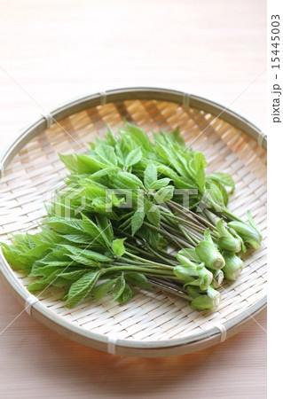 採れたてコシアブラ 15445003