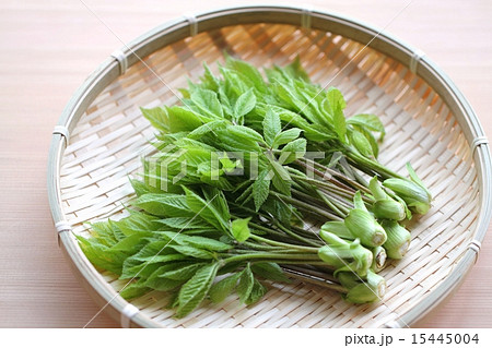 採れたてコシアブラ 15445004