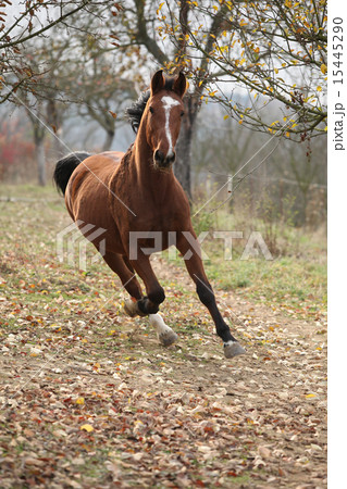 Beautiful chestnut horse running in autumn 15445290