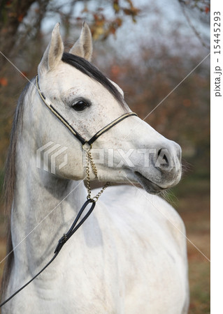 Amazing arabian horse with show halter 15445293