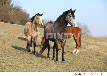 Batch of horses on autumn pasturage Batch of horses on autumn pasturage 15445319
