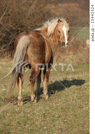Adorable pony in autumn Adorable pony in autumn 15445324