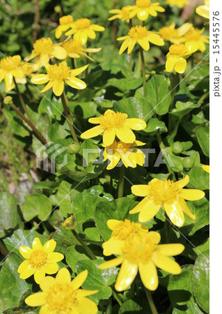 ヒメリュウキンカ 15445576