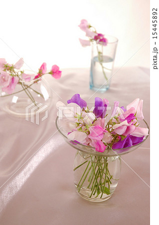 Sweet peas flower 15445892