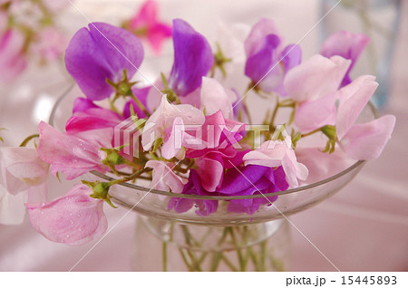 Sweet peas flower 15445893