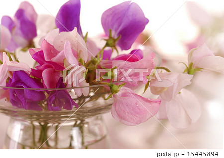 Sweet peas flower 15445894