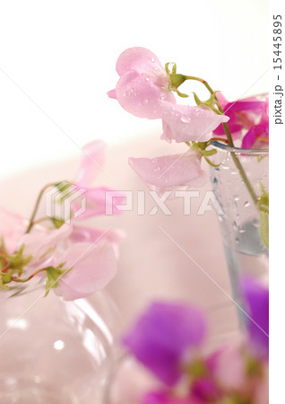 Sweet peas flower 15445895