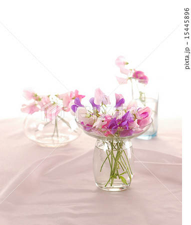 Sweet peas flower 15445896