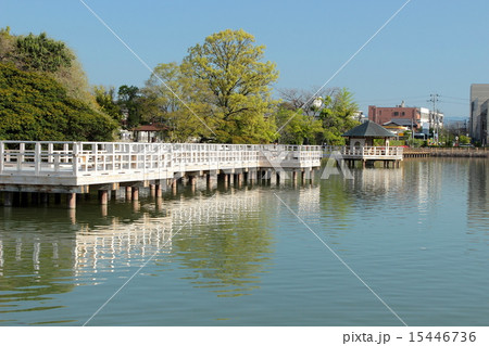 京都　長岡天満宮　八条が池の水上橋 15446736