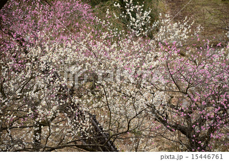 梅林 梅林 15446761