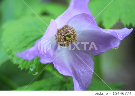 シラネアオイの花 15446774