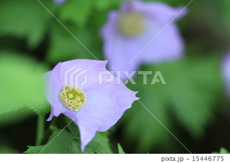 シラネアオイの花 15446775