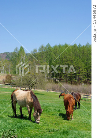 木曽馬(木曽馬の里) 木曽馬(木曽馬の里) 15446972