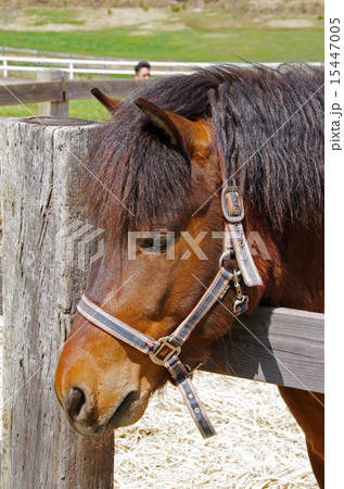木曽馬(木曽馬の里) 木曽馬(木曽馬の里) 15447005