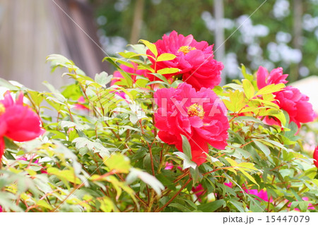 ボタンの花 15447079