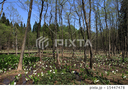 落倉自然園のミズバショウ 15447478