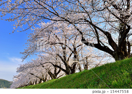 角館の桜 角館の桜 15447558